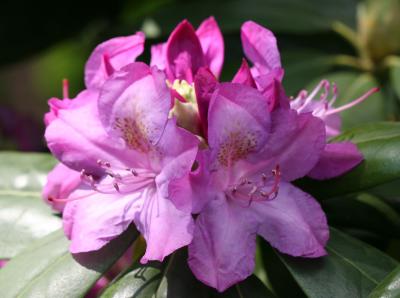 Rhododendron