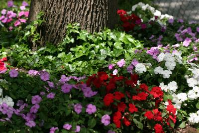 Impatiens NYU Silver Towers