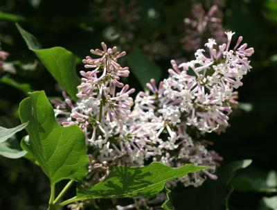 Lilacs NYU Law School