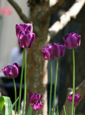 Tulips 