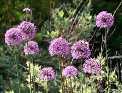 Allium