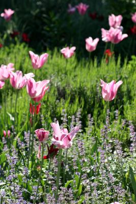 Pink Tulips & Salvia WSP