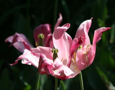 Pink Tulips WSP