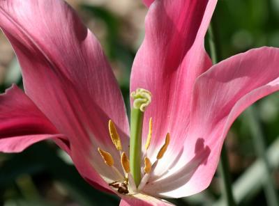 Pink Tulip WSP