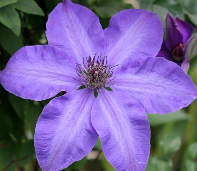 Clematis