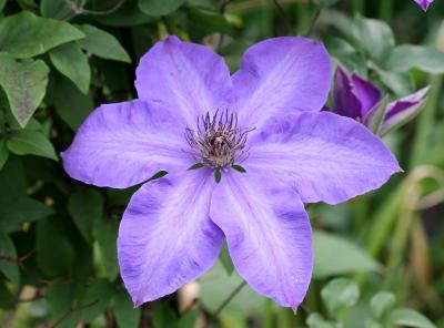 Clematis