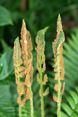 Austrian Fern Sprouts