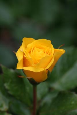 Yellow Rose WSVG