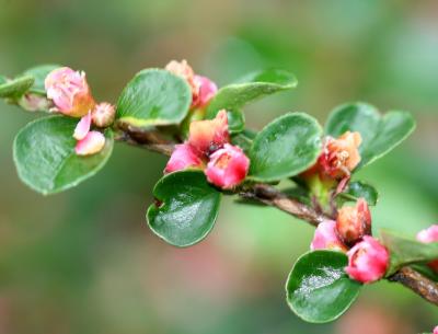 Cotoneaster - Rosaceae