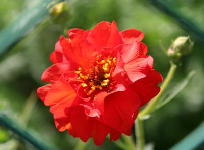 Geum