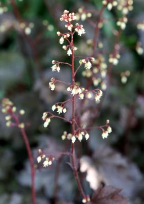 Coral Bells or Heuchera