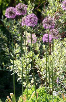 Allium & Salvia