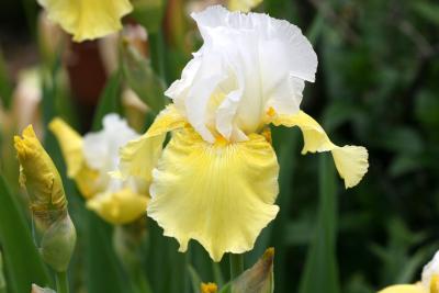 Yellow & White Iris