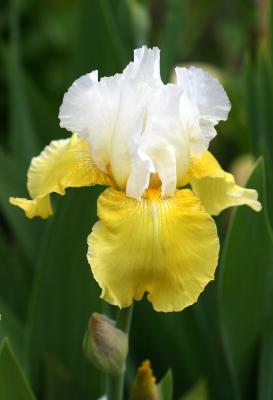 Iris