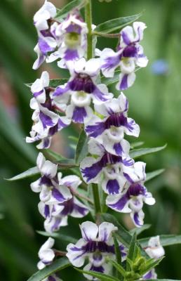 Angelonia