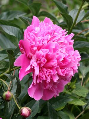 Peony