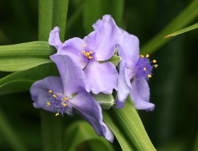 Tradescantia