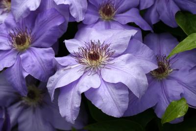 Clematis