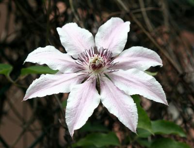 Clematis