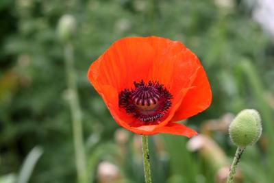 Poppy