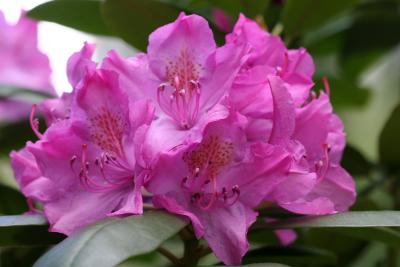 Rhododendron