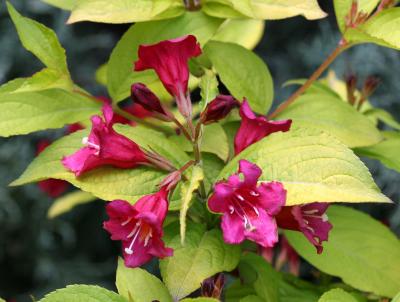 Weigela