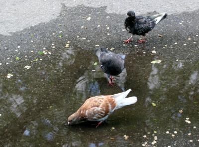 Pigeons Taking the Waters