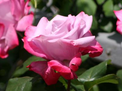 Double Delight Rose WSVG
