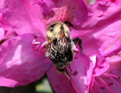 Bee on a Rhododendron Blossom