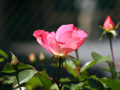 Pink Meidiland Rose