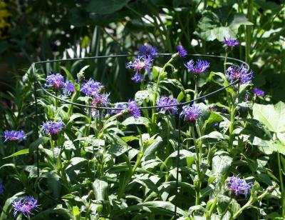 Blue Bachlelor Buttons - Centaurea cyanus