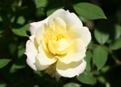 Miniature Yellow Rose