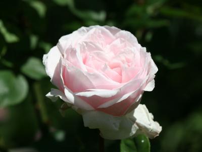 Souvenir de la Malmaison Rose