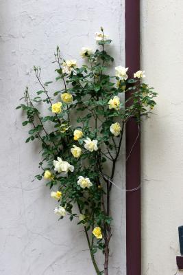 Yellow Rose Vine in the Washington Square Mews, NYC