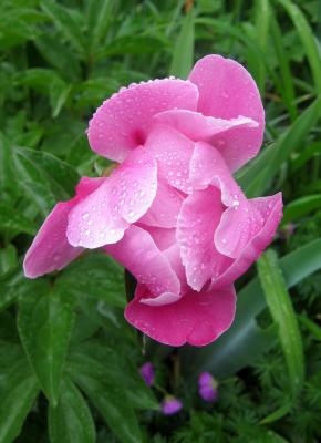 Pink Peony in the Rain