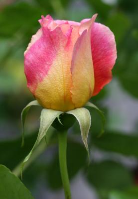Tulip Rose Bud WSVG