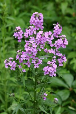 Dame's Rocket or Hesperia matronalis