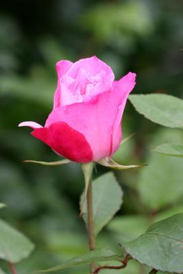 Pink Rose Bud WSP