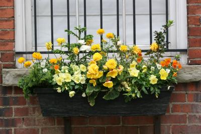 Flower Box