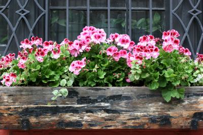 Geranium Flower Box