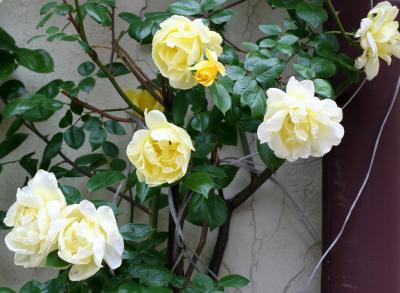 Trellis Rose Bush