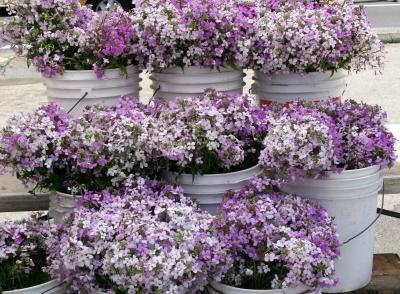 Buckets of Phlox