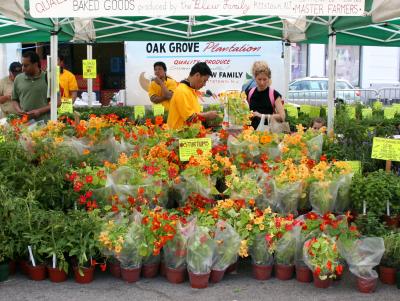 Nasturtiums for Sale