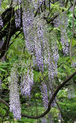 Wisteria