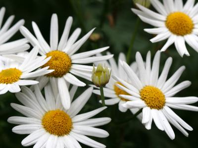 Daisies