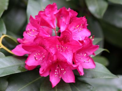 Rhododendron on West 10th Street