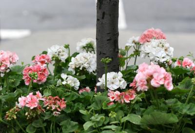 Street Geraniums