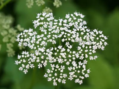 Queen Ann's Lace Doily 