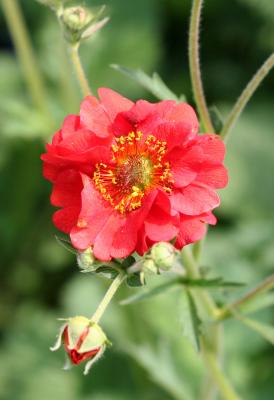 Geum