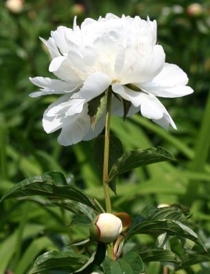 White Peony